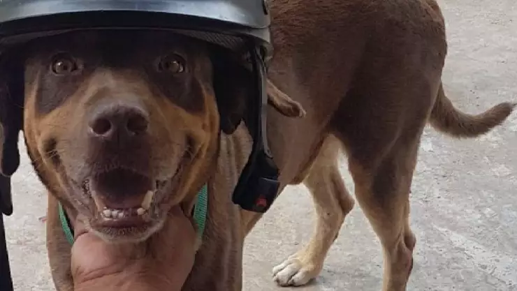 Perrito guardian de Chichén Itzá muere; se llamaba Duke