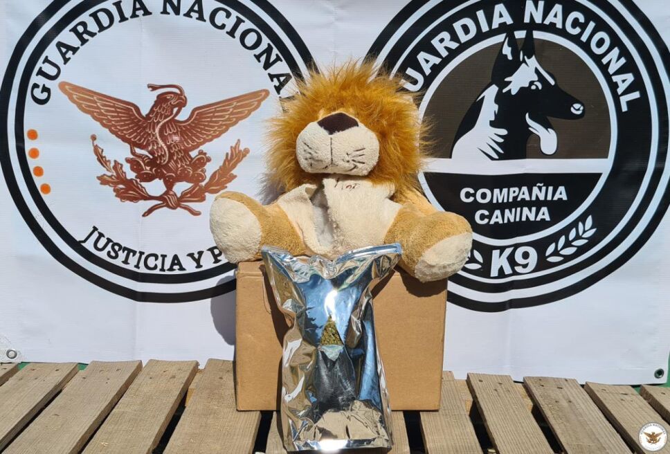 La Guardia Nacional interceptaron un león de peluche que estaba relleno con un envoltorio de marihuana, el cual sería enviado por paquetería a Michoacán.