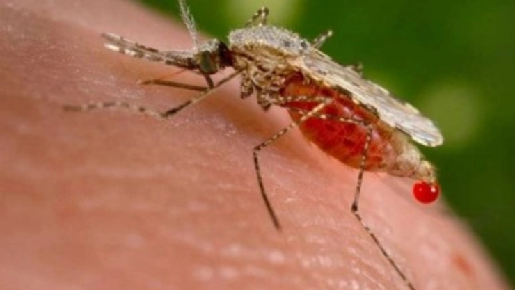 Malaria en México, cuantos casos hay en Oaxaca migrantes