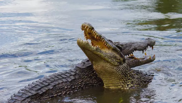 Niña de 12 años es localizada sin vida tras ataque de cocodrilo
