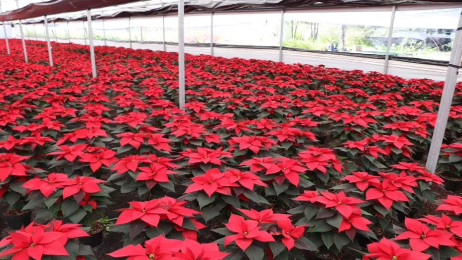 Arranca Festival de Flores de Nochebuena 2021_sedema.jpeg