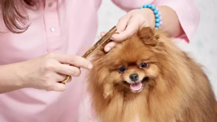 Este es el MEJOR empleado de estética canina que se ha ganado el corazón de las redes