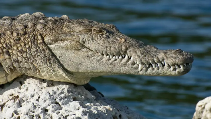 Matan a un cocodrilo dentro del Estero El Salado, en Puerto Vallarta