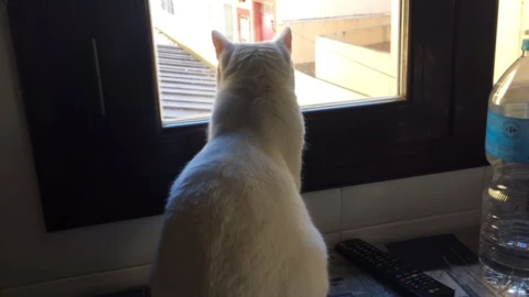 Trucos para que tu gato no se vaya de casa