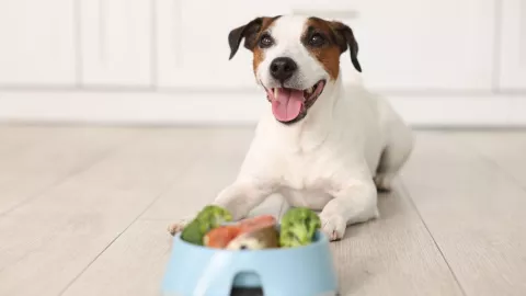 Conoce el mejor lugar para poner el plato de tu mascota, según los expertos