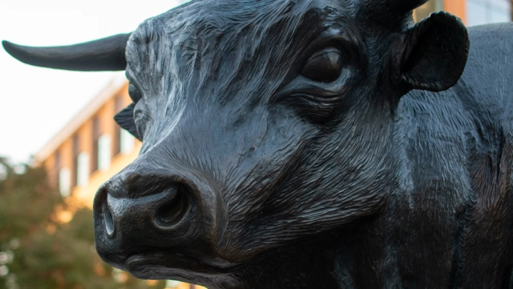 Vecinos son asustados por un toro que merodeaba en las calles de Los Héroes