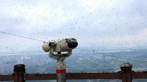 Chinches del amor están en un mirador en Corea del Sur.