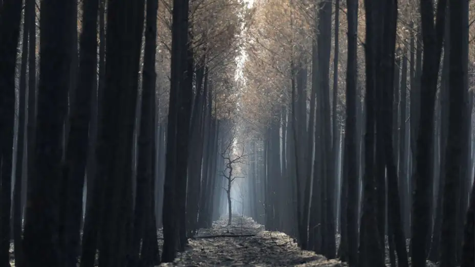 Un bosque calcinado cerca de Ares, Francia.