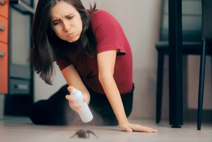 ¿La araña violinista se muere con insecticida? Así puedes eliminarla
