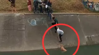 En video: así fue el rescate de un perro arrastrado por la corriente en Colombia
