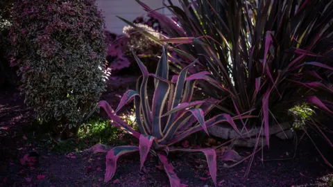 El Polvo rosa utilizado para combatir los incendios en Los Ángeles comienza a pintar casas, jardines y patios de su característica tonalidad.