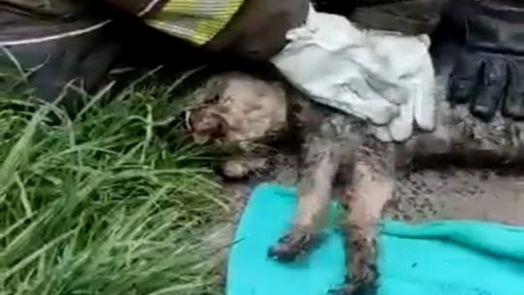 Reaniman a perrito CDMX