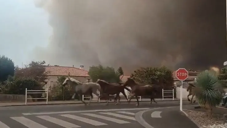 caballos incendio francia