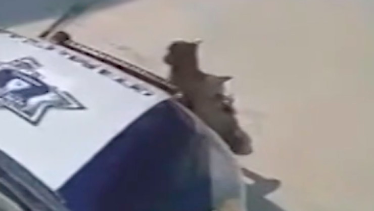 Policías municipales perrito atropellado