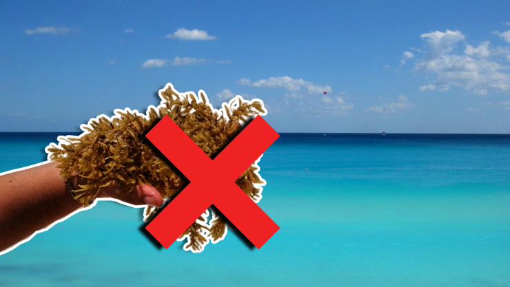 Estas son las playas sin sargazo en Quintana Roo HOY 8 de noviembre de 2025_ Cancún, Playa del Carmen, Tulum y más.webp
