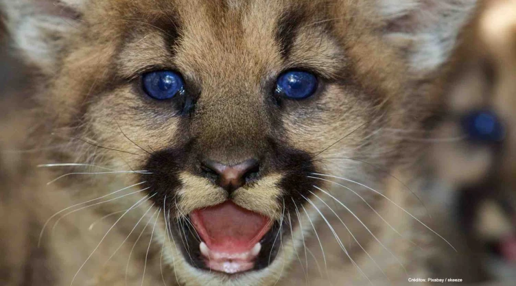 hombre adopta puma confunde gato .jpg