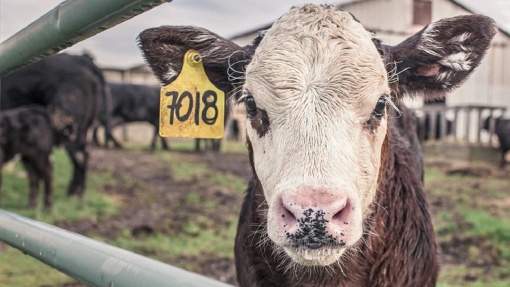 vaca cae encima hombre india