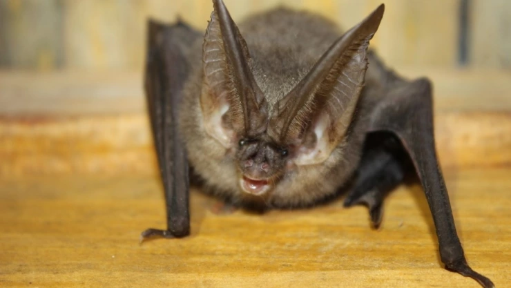 Sí es rabia el virus que afectó a tres niños en Oaxaca InDRE