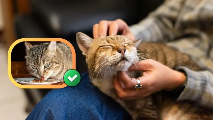 /estilo-de/longevidad-felina-por-que-los-gatos-superan-a-los-perros-en-anos-de-vida