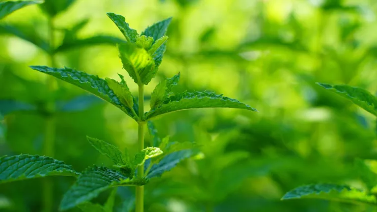 ¿Cómo usar la citronela para ahuyentar los mosquitos?