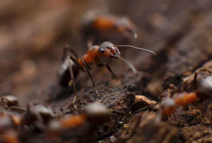 3 remedios caseros para eliminar las plagas de hormigas  