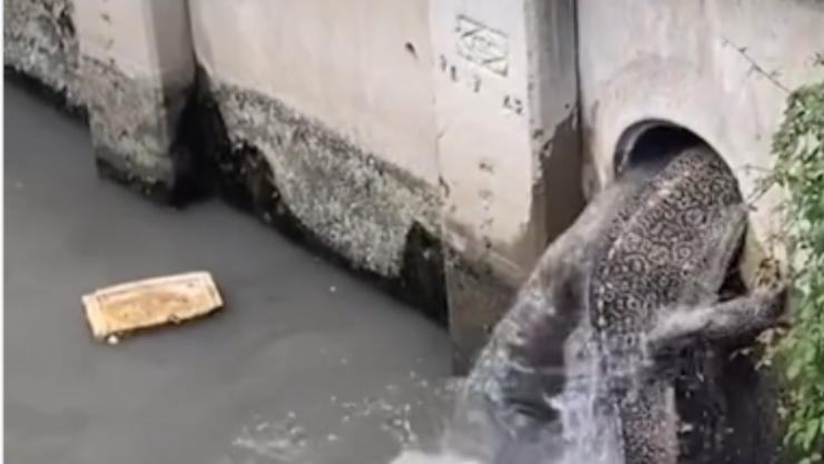 Lagartos monitores metiéndose a tubo de drenaje en Bangkok video viral.png