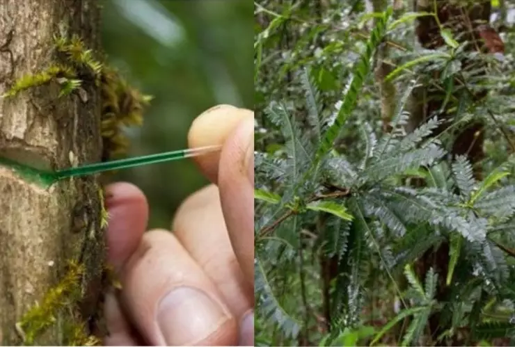 planta, metales, Indonesia A.jpg