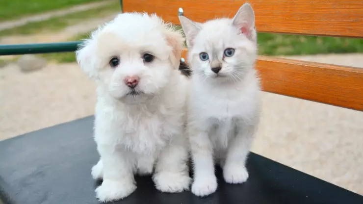 Golpes de calor en mascotas: todo lo que necesitas saber