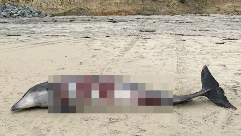 VIDEO Captan a tiburón comiendo un delfín en Torrey Pines