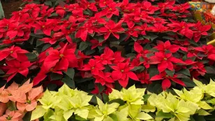  Nochebuena en Xochimilco 