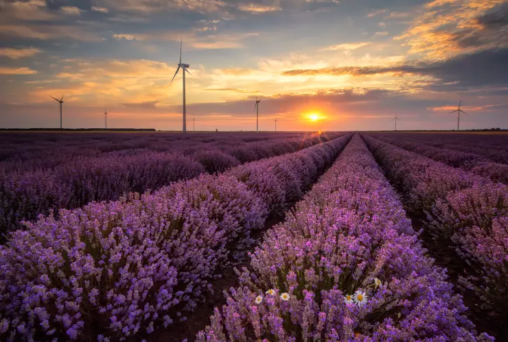 Turismo en Querétaro: Campos de lavanda en Tequisquiapan, cómo llegar y precios de entrada