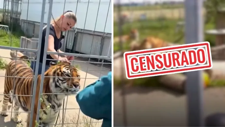 La tigresa escapó de una jaula antes de ingresar a una zona habitacional