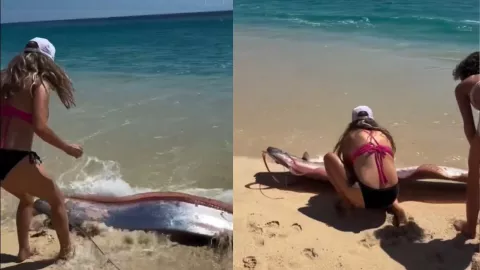 peces remo cabo san lucas