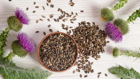 La planta que es esencial para un óptimo funcionamiento de la vesícula