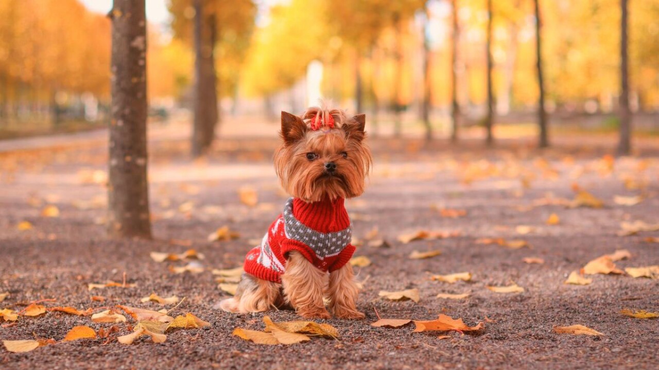 Lujo para perros: ¿Qué es y por qué es tendencia?