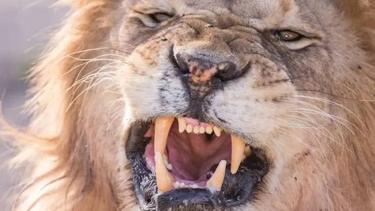 Sujete muere tras intentar tomarse una selfie con un león en un zoológico.jpg