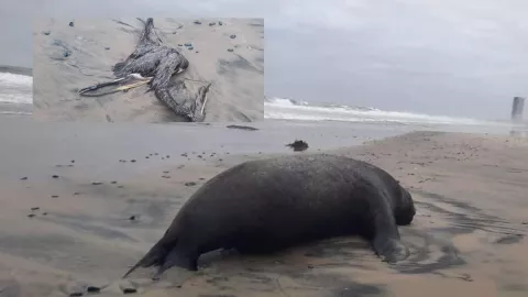 Hallan animales muertos en las playas de Rosarito y Ensenada