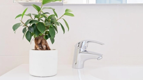 plantas en el baño (1).jpg