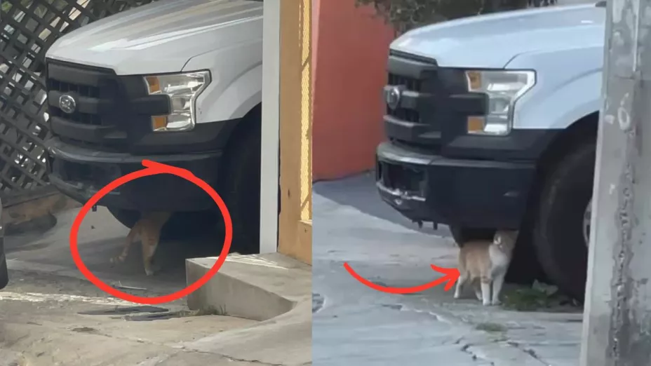 Gatos duermen debajo de autos por el frío en Tijuana 2024