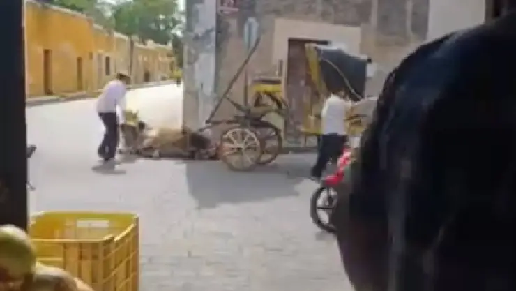 VIDEO_ Reportan desplome de caballo calesero en Izamal