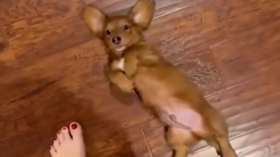 VIDEO_ Perrito quiere que su dueña le rasque la pancita y la persigue por toda la casa