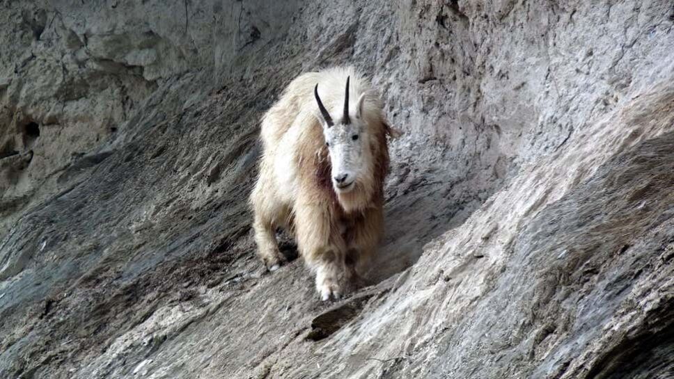 Cabra, oso, Canadá Parks Canada.jpg