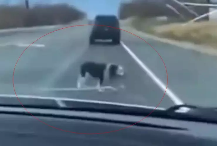 VIDEO Captan supuesto caso de abandono animal en carretera
