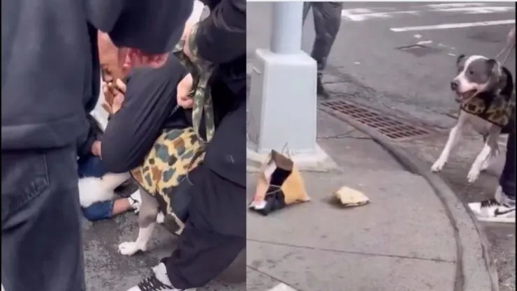 Pitbull ataca a un bebé en Manhattan, Nueva York