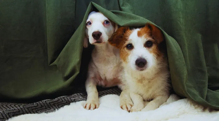 3 claves para evitar que a tu perro le afecte la pirotecnia este 15 de septiembre