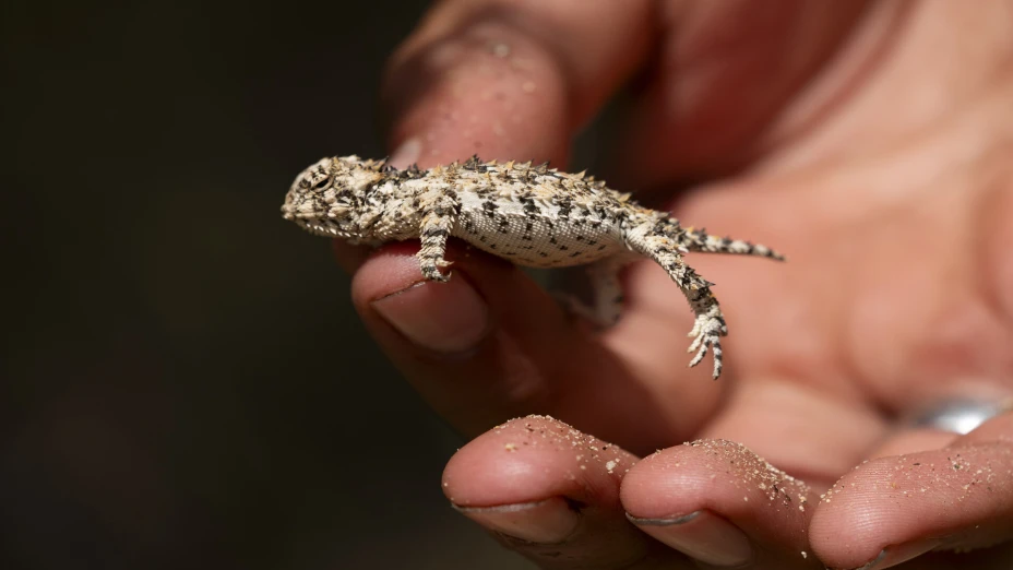 MÉXICO-EEUU-FRONTERA-BIODIVERSIDAD