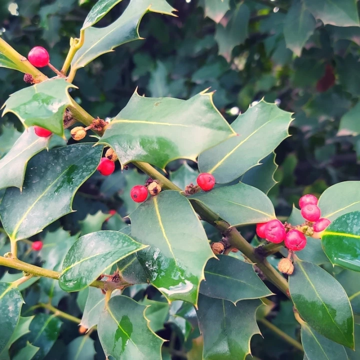acebo simbolo navideño