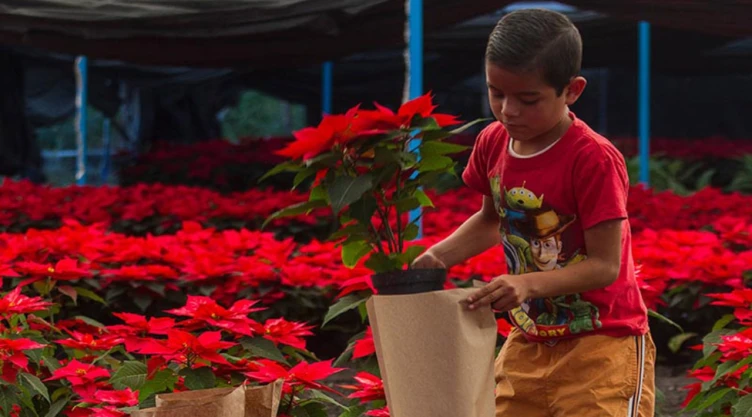 Día Nacional de la Nochebuena destaca belleza natural del campo mexicano cada 8 de diciembre