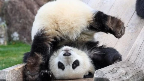 El oso panda dejó de estar en peligro de extinción.