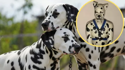 therian buscando perra